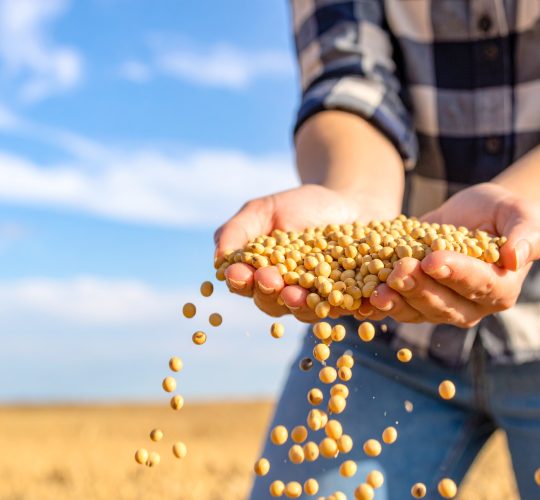 Firefly_Cinematic close-up of a farmer’s hands holding soybeans, golden grains falling in mot 737992
